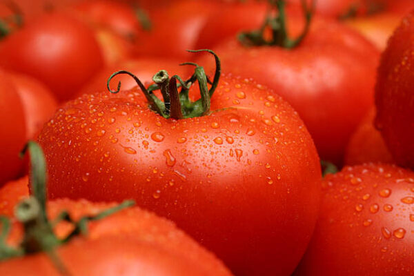 FRESH TOMATOES 10KG